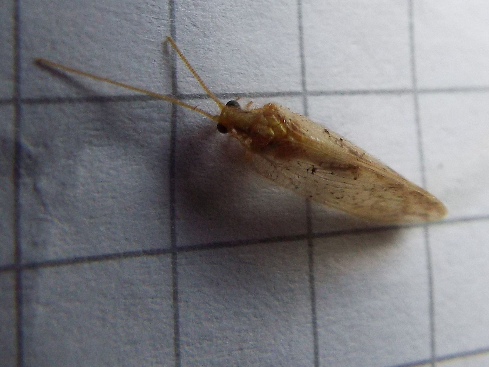 Hemerobius lutescens (Hemerobiidae).